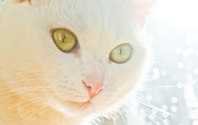 Белая кошка