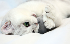 Белый котенок