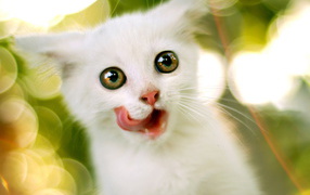 Белый котенок