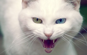 Белая хищница