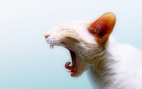 Зевающая кошка