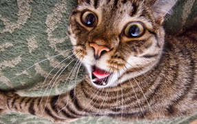 Зевающий кот