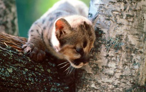 Серый кот на дереве