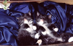 Два тёмных кота