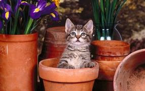 Котик в горшке