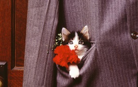 Кошка в кармане