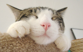 Кошачья мордашка