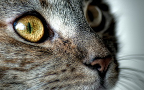 Кошачья мордашка