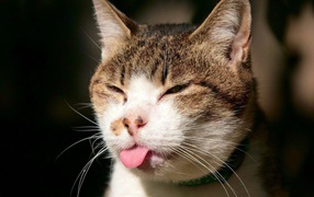 Показал язык