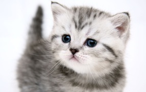 small cute kitty