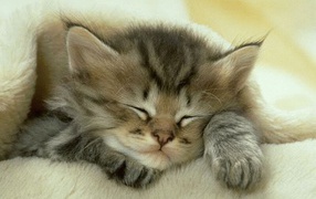 the Sleeping kitten