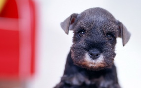 Аффенпинчер