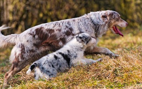 Австралийская Овчарка
