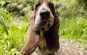 Бассет-хаунд