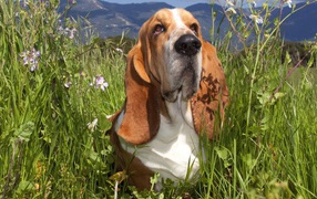 Бассет-хаунд в траве