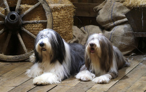 Бородатые колли