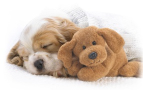 Красивый пес