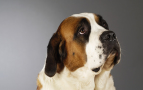 Красивая собака