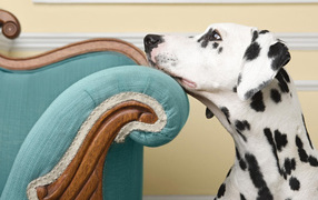 Заскучавший далматинец