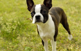 Бостонский терьер