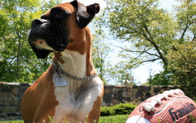 Боксер с мячом