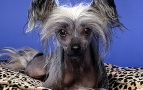 Китайская хохлатая собачка