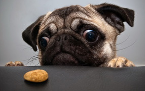 Косоглазый мопс