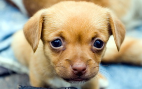 Милый щенок