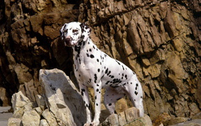 Далматинец