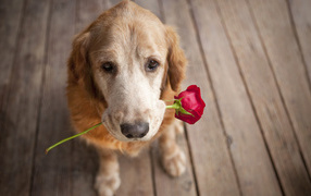 Dog and Flower
