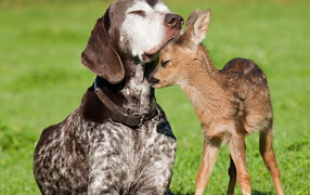 Собака и олененок