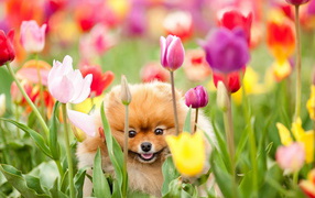 Собачка и тюльпаны