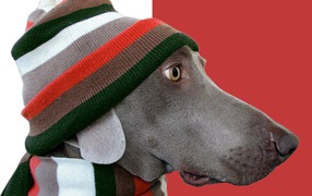 Пес стиляга