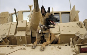 Dog in the war