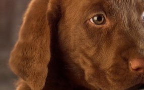 Собачья мордашка