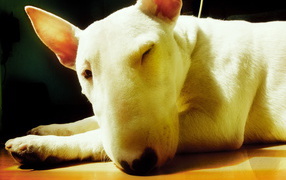 Собака с большим носом