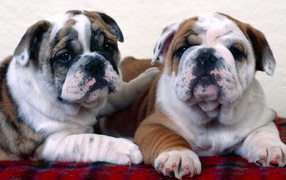 Английский бульдог