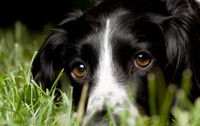 Aнглийский Cпрингер-Cпаниель