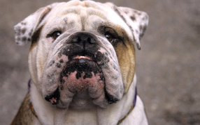 Английский бульдог