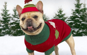 Нарядная собачка