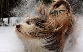 Пушистая собака