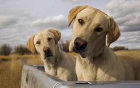 Смешные псы