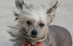 Добрый взгляд