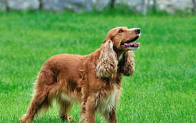 Ирландские сеттер