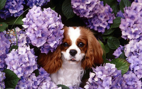 Японские хины