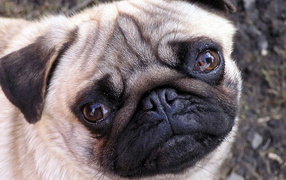 Мордашка мопса