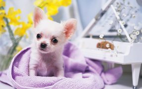 Собачка ростом с игрушку