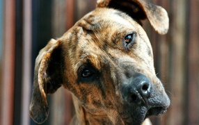 Пит-бультерьер