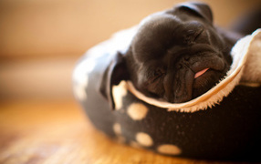 щенок Мопса