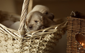 Щенки в корзине